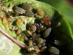 (Aphidinae Aphid) colony