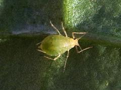 (Aphidinae Aphid) dorsal