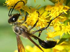 (Mexican Grass-carrying Wasp) lateral