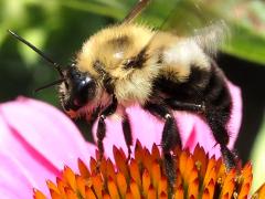 (Two-spotted Bumble Bee) female tiptoe