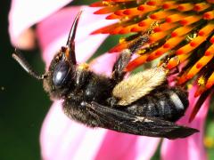 (Two-spotted Long-horned Bee) female profile