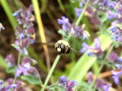 (Eastern Carpenter Bee) male face