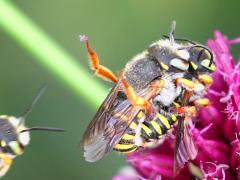 (Oblong Woolcarder Bee) mating