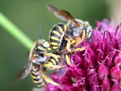 (Oblong Woolcarder Bee) mating threesome