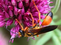 (Great Golden Digger Wasp) dorsal