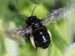 (Two-spotted Long-horned Bee) female hovering