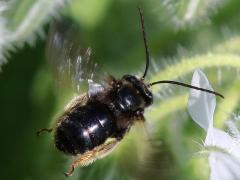 (Two-spotted Long-horned Bee) male flying