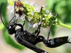 (Great Black Wasp) female lateral