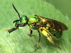 (Augochlorella Sweat Bee) bubble