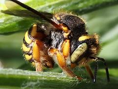 (Oblong Woolcarder Bee) carding wool