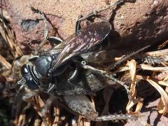 (Liris Square-headed Wasp) (hunts Japanese Burrowing Cricket)