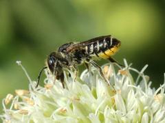 (Leafcutter Bee) female on Rattlesnake Master