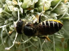 (Leafcutter Bee) female dorsal on Rattlesnake Master