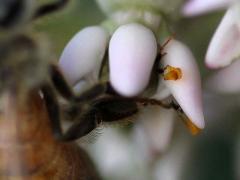 (European Honey Bee) pollinia on Common Milkweed