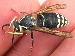 (Bald-faced Hornet) grooming