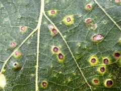 (Oak Button Gall Wasp) upperside galls on Swamp White Oak