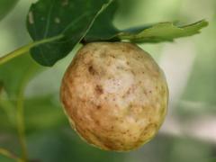 (Larger Empty Oak Apple Wasp) gall on Red Oak