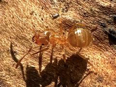 (Lasius Fuzzy Ant) dorsal