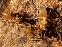 (Lasius Fuzzy Ant) trio