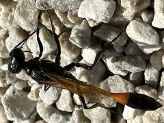 (Ammophila Thread-waisted Sand Wasp) lateral