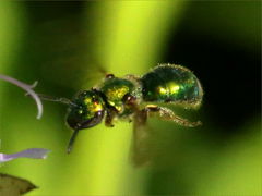 (Augochlorine Sweat Bee) flying