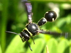 (Fraternal Potter Wasp) cruising