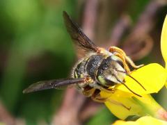 (Oblong Woolcarder Bee) face