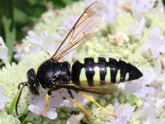 (Four-banded Stink Bug Hunter) crawling on Slender Mountain Mint