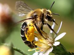 (Aster Andrena) liftoff