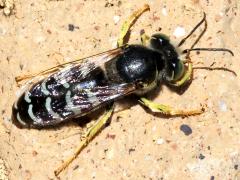 (American Sand Wasp) basking