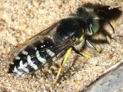 (American Sand Wasp) spinolae digging