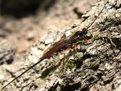 (Irritator Ichneumon Wasp) female body