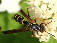 (Dark Paper Wasp) dorsal