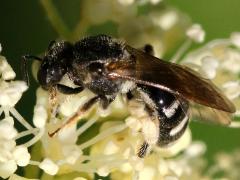 (Halictini Sweat Bee) profile