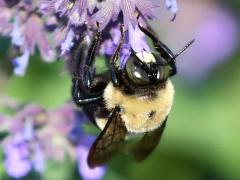 (Eastern Carpenter Bee) male on Sage