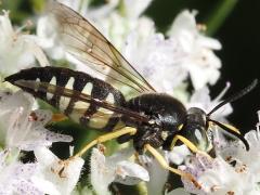 (Four-banded Stink Bug Hunter) male on Common Mountain Mint