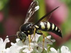 (Four-banded Stink Bug Hunter) feeding