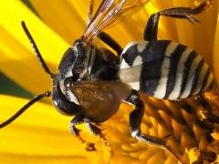 (Lunate Longhorn Cuckoo Bee) dorsal