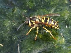 (Eastern Yellowjacket) dorsal