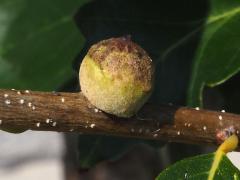 (Oak Rough Bulletgall Wasp) gall on Swamp White Oak