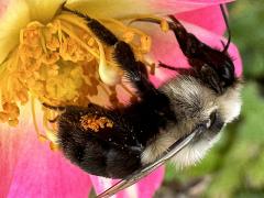 (Common Eastern Bumble Bee) lateral