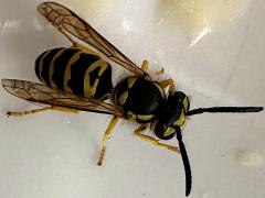 (Eastern Yellowjacket) dorsal