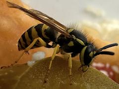 (Eastern Yellowjacket) lateral