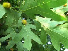 Jumping Oak Gall Wasp underside galls on White Oak