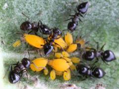 (Small-lined Acrobat Ant) (Crematogaster lineolata Acrobat Ant tending Oleander Aphid)