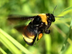 (Black-and-gold Bumble Bee) flying