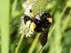 (Black-and-gold Bumble Bee) on White Prairie Clover