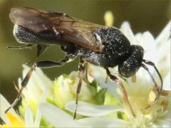 (Braconid Wasp) female on Heath Aster