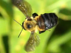 (Brown-belted Bumble Bee) flying