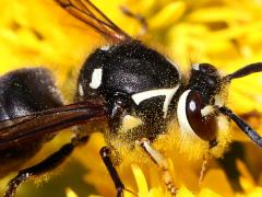 (Bald-faced Hornet) head